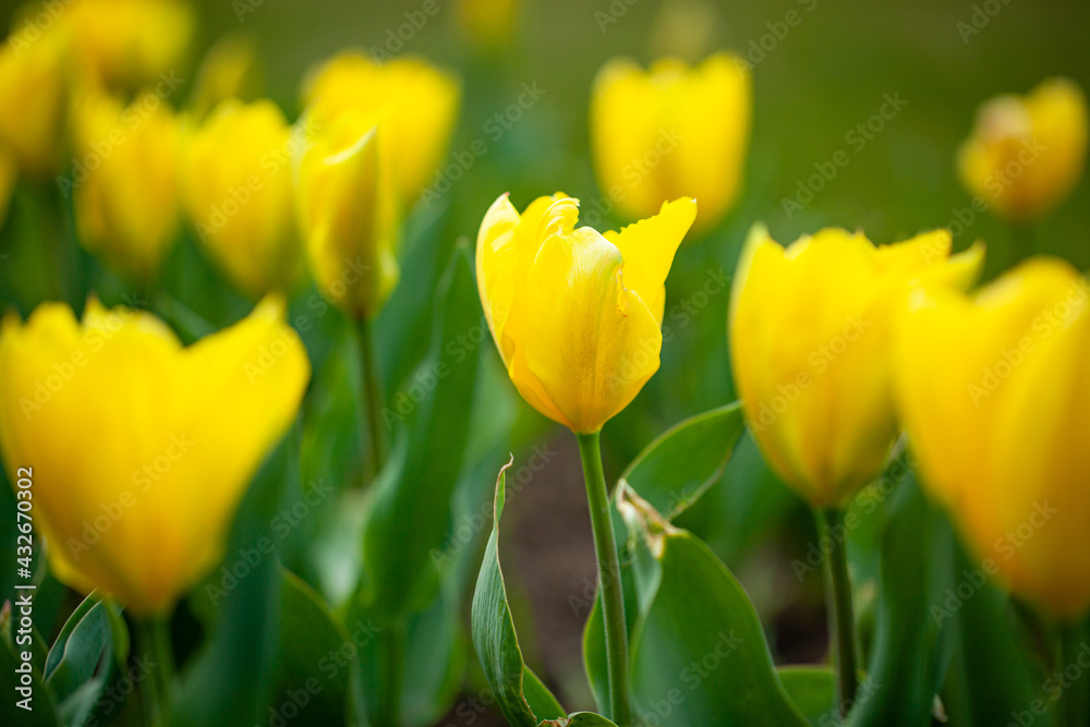 Yellow beautiful meadow flowers tulips or narcisss grow in a meadow or in a garden