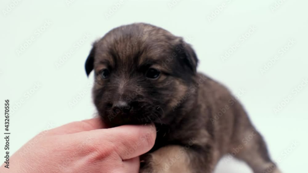 A man strokes a small dog puppy. The puppy raises his paw and puts it on his hand in a friendly way. Close-up A man strokes a small dog puppy. The puppy raises his paw and puts it on his hand in a friendly way. Close-up
