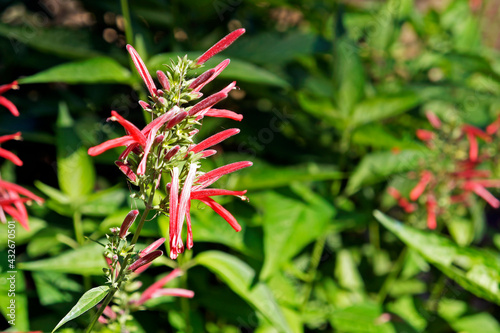 Medicinal plant flowers (Justicia calycina), Rio, Brazil  photo