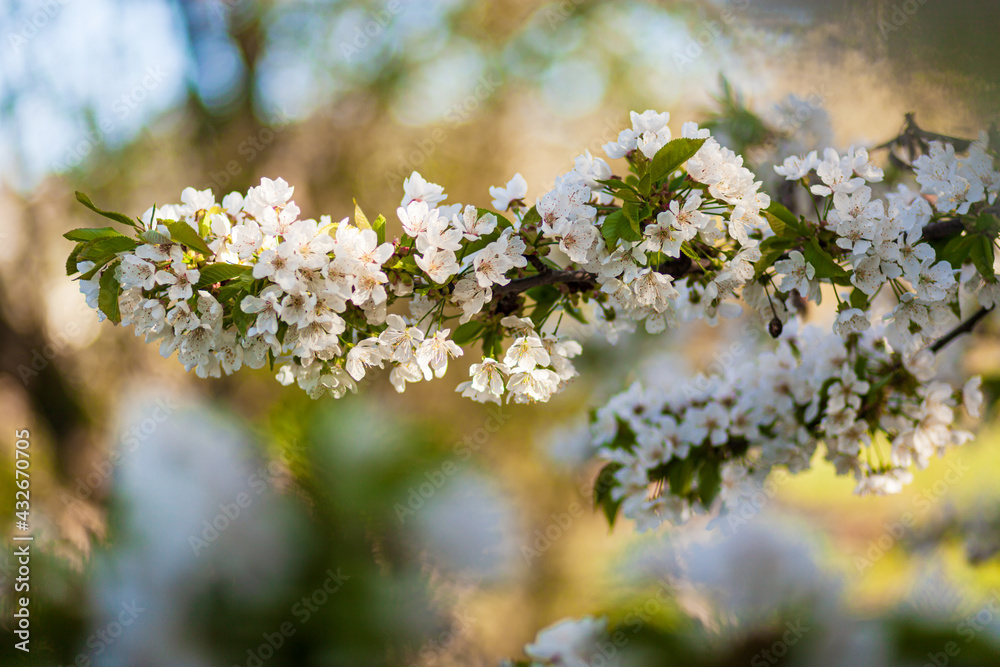 A flowering tree in the garden with white buds. Apricot, plum cherry, apple
