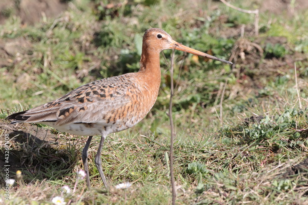 A black tailed godwit A black tailed godwit