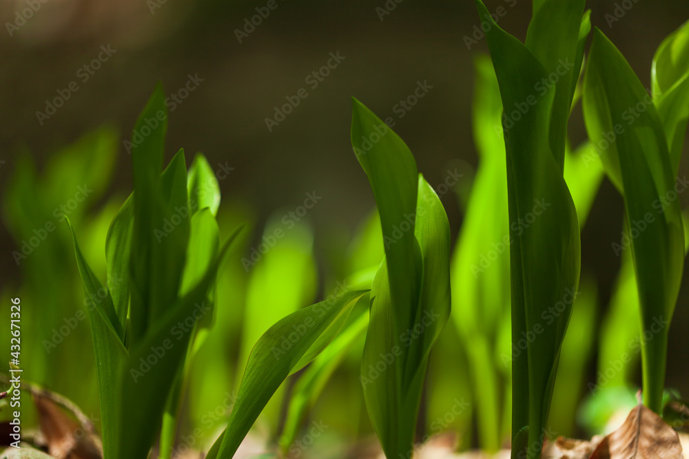 Green fresh grass or wheat in the garden with small sprouts. natural background Green fresh grass or wheat in the garden with small sprouts. natural background