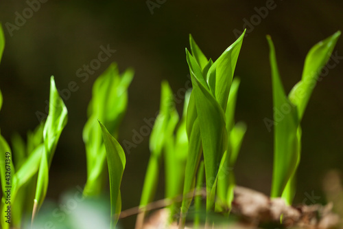 Green fresh grass or wheat in the garden with small sprouts. natural background