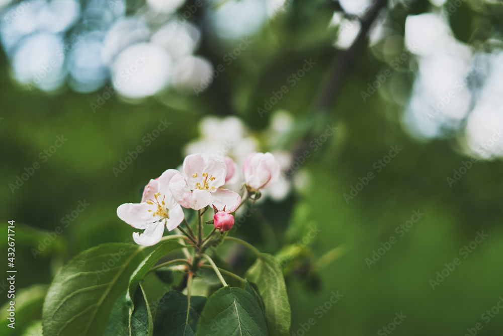 Blooming apple tree. Pink flowers of an apple tree.
