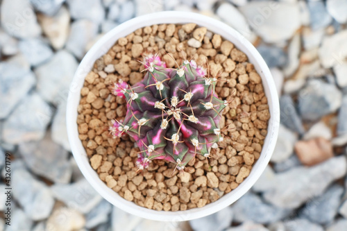 top view of colorful gymnocalycium mihanovichii variegata cactus in white pot with akadama soil photo