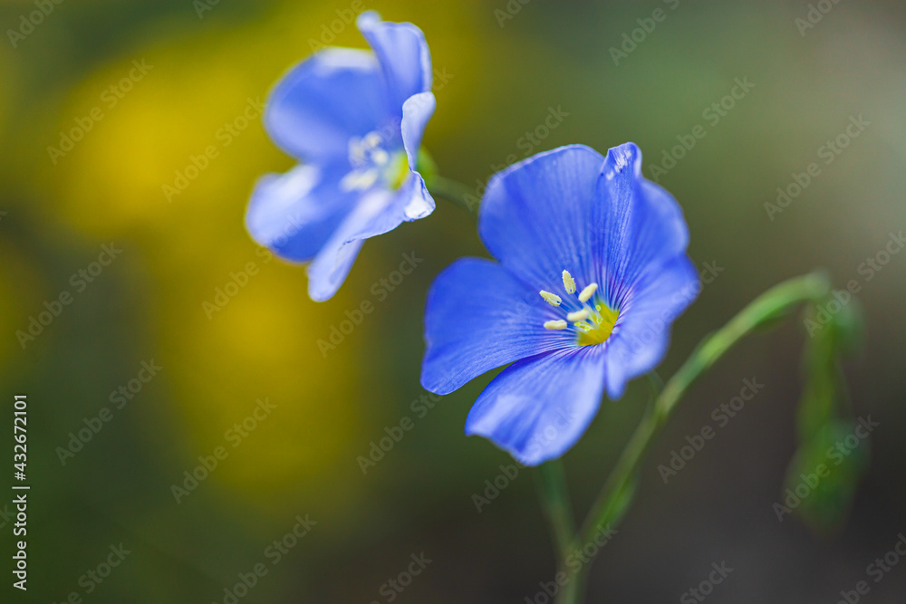 Blue beautiful meadow flowers poppies grow on a meadow or in the woods Blue beautiful meadow flowers poppies grow on a meadow or in the woods