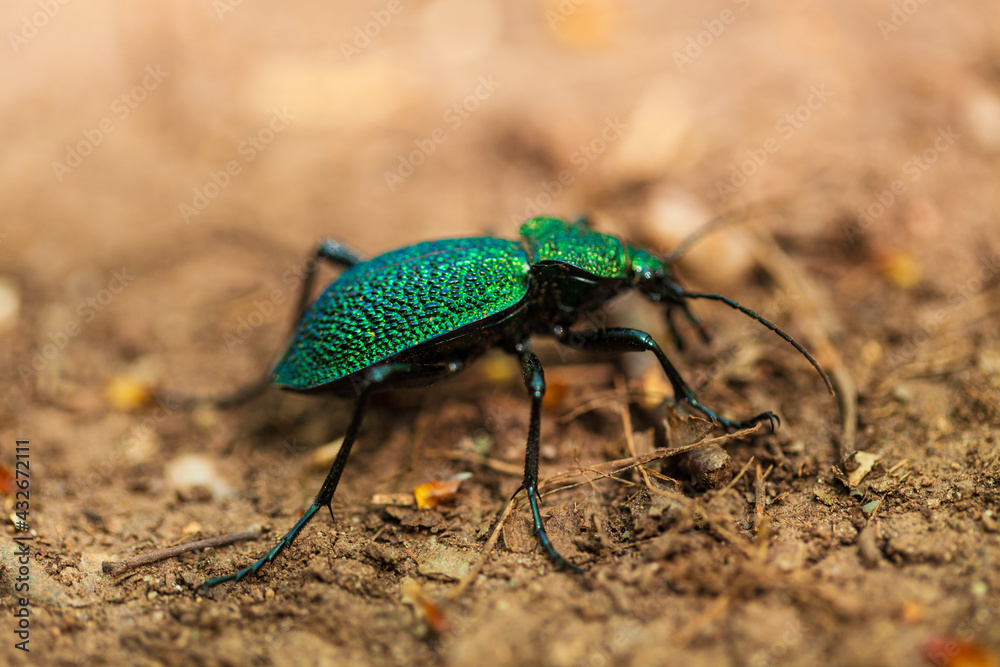 A small bug with green chrome color in the forest A small bug with green chrome color in the forest