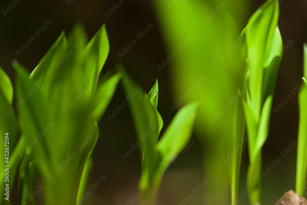 Green fresh grass or wheat in the garden with small sprouts. natural background Green fresh grass or wheat in the garden with small sprouts. natural background