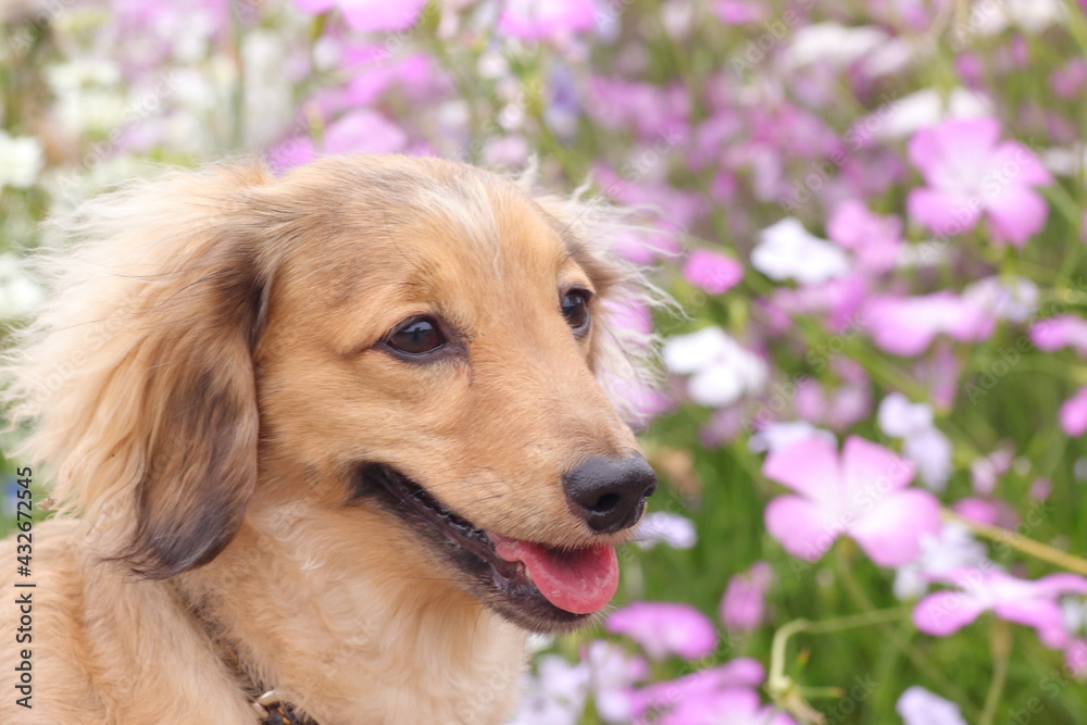 犬のポートレート アグロステンマの前で 犬のポートレート アグロステンマの前で