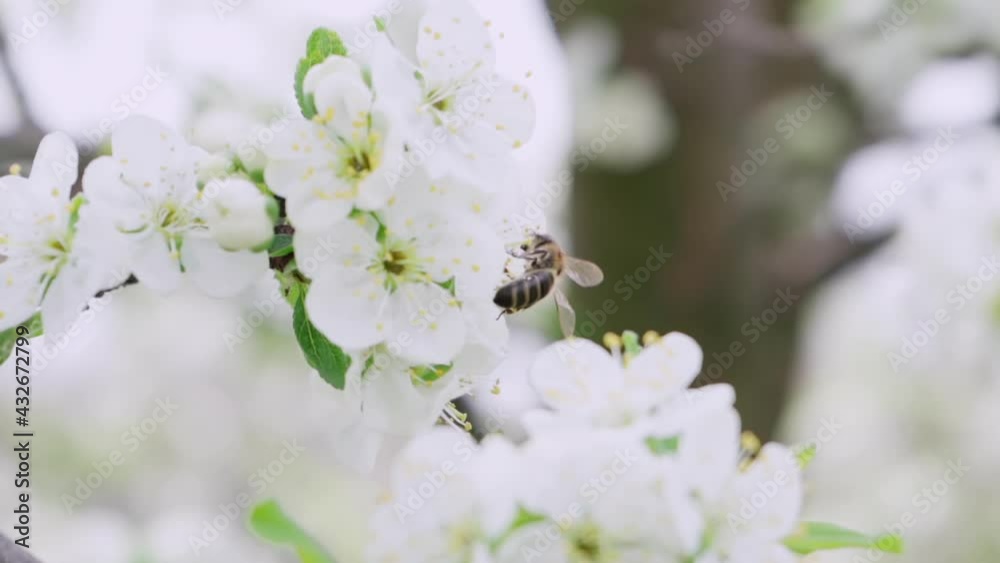 Honey Bee Flying Around the Blossoming Flowers of Fruit Tree, Slow Motion. Spring Blossom Honey Bee Flying Around the Blossoming Flowers of Fruit Tree, Slow Motion. Spring Blossom