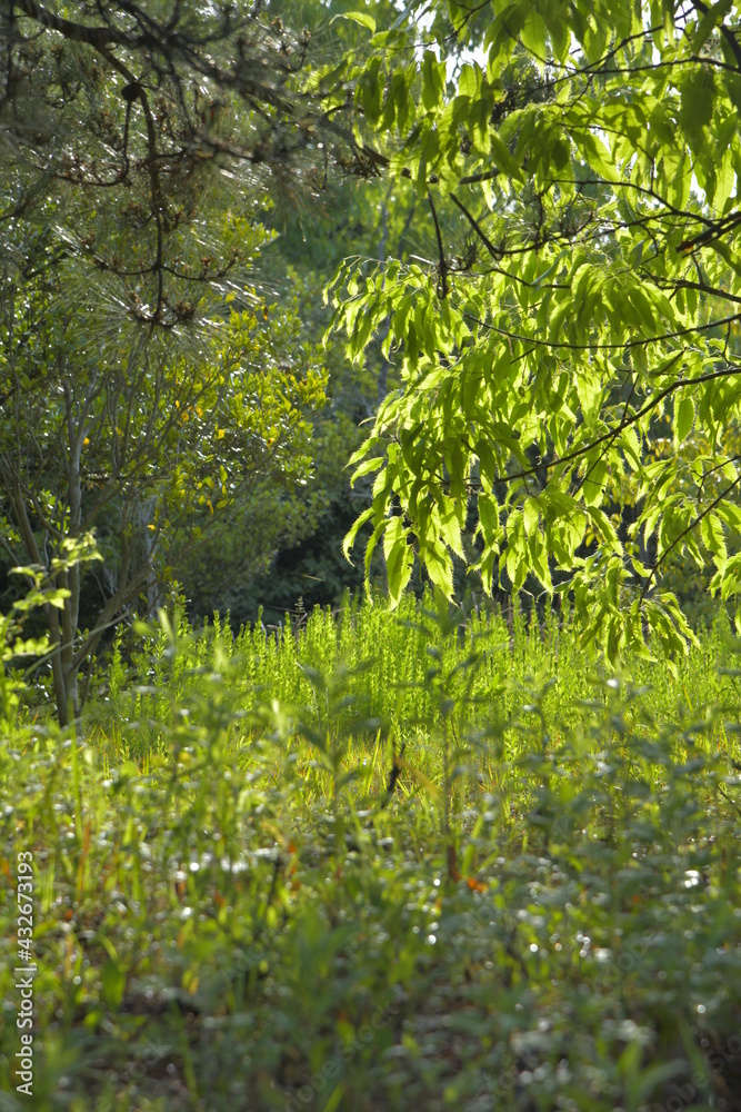 Fototapeta premium クヌギの新しい葉っぱ