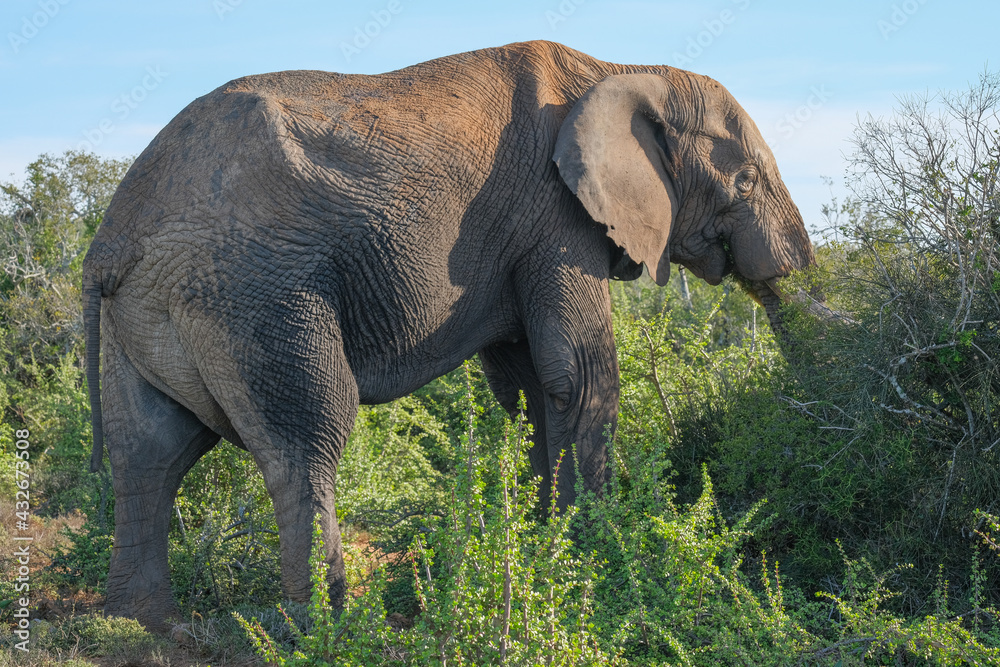 Fototapeta premium African Elephant Grazing on the Bush