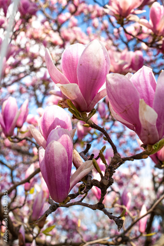 Magnolias in Full Bloom on a sunny day in Paris © Gulnara
