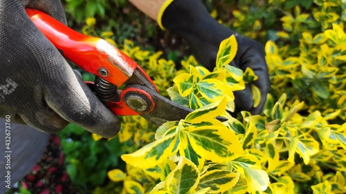 Working woman's hand in spring garden with pruners. outdoor summer sprint beauty. 