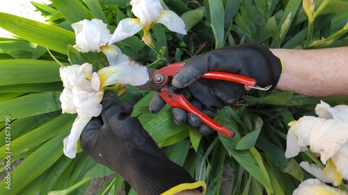 Working woman's hand in spring garden with pruners. outdoor summer sprint beauty. 