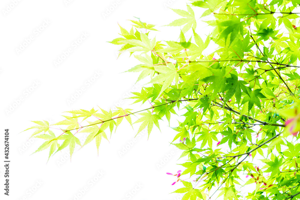 明るい色の新緑 明るい色の新緑