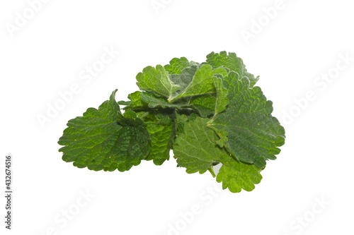 mint isolated on white background