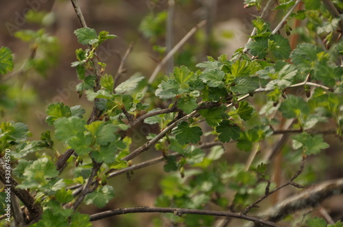 Spring leaves