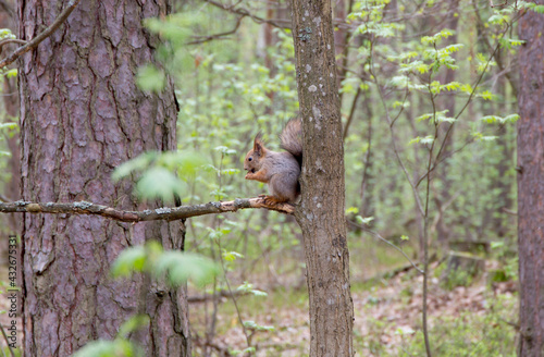 Sciurus vulgaris squirrel in the forest © Olga Bugro