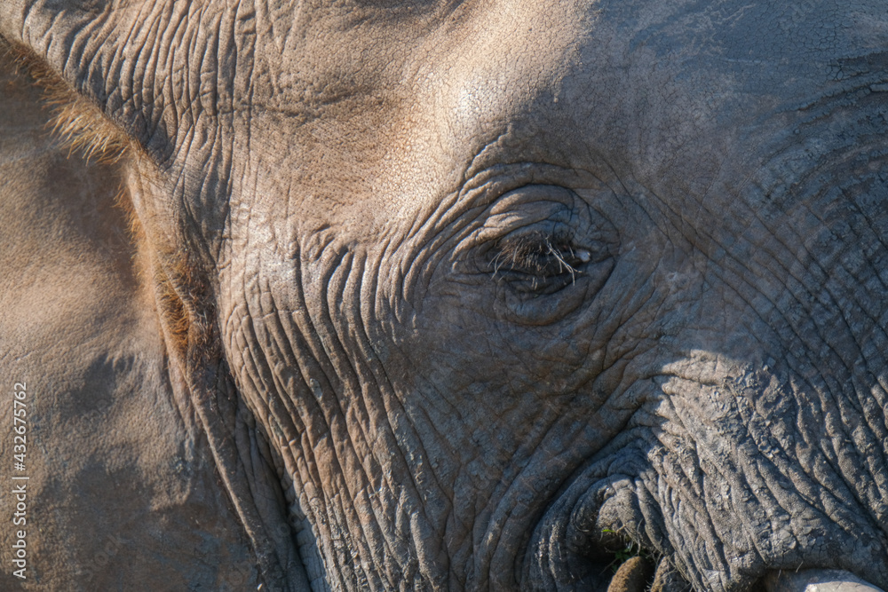 Fototapeta premium African Elephants up close in Nature