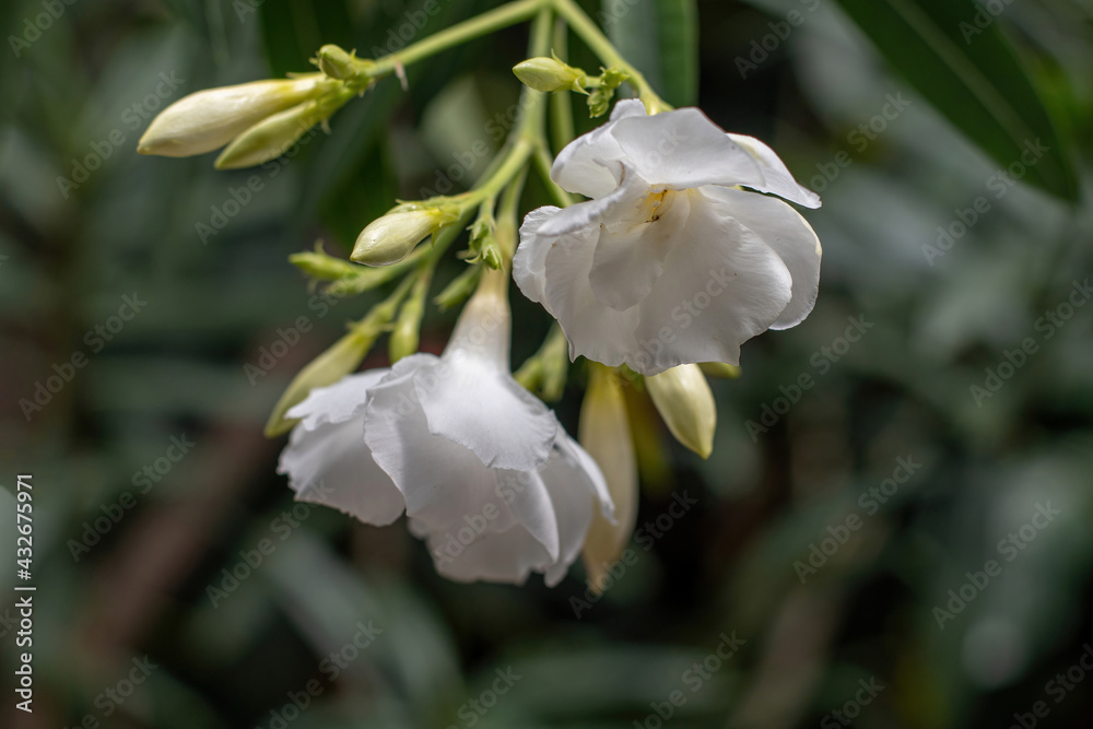 Close up white (Oleander Nerium)   flower in nature garden
