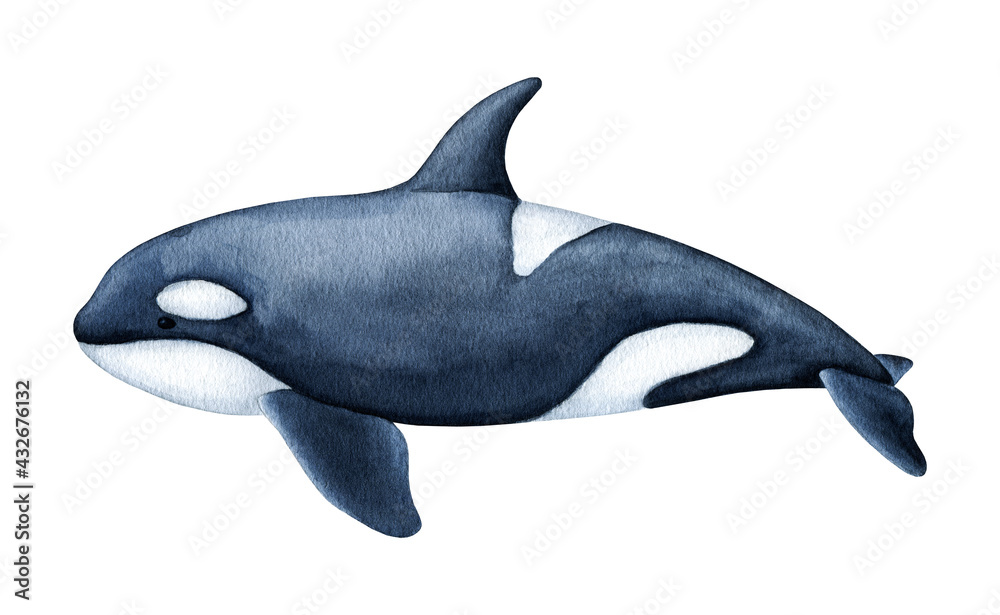 Watercolor Killer Whale. Hand drawn realistic Orca, black and white ...