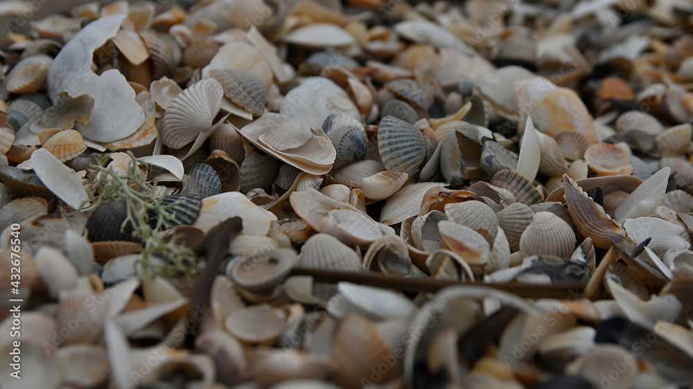 seashell, sea shells, beach, Baltic