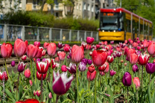 Wiosna w mieście, kwiaty w mieście, zieleń miejska © felicytka