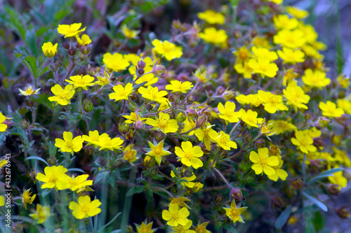 Yellow spring flowers macro shooting.