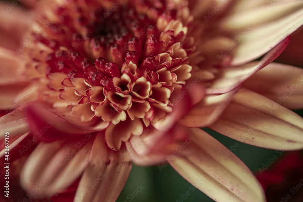 pink gerber daisy,spring flowers, festive mood, day of love, tenderness, female happiness, life. pink gerber daisy,spring flowers, festive mood, day of love, tenderness, female happiness, life.