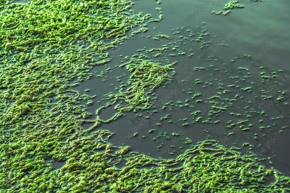 green moss on the pond green moss on the pond