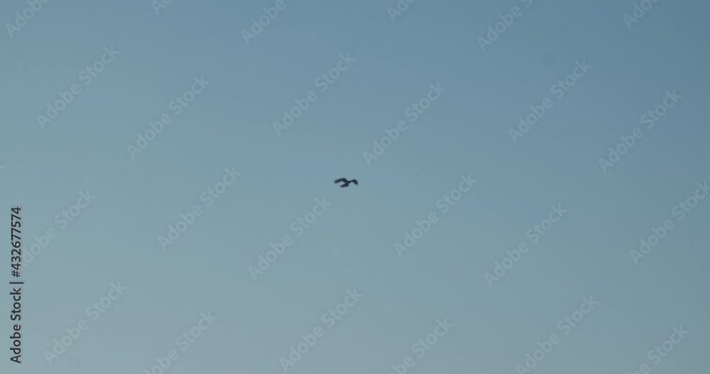 Small black bird flying up high in the sky, remaining at the same place. Small black bird flying up high in the sky, remaining at the same place.