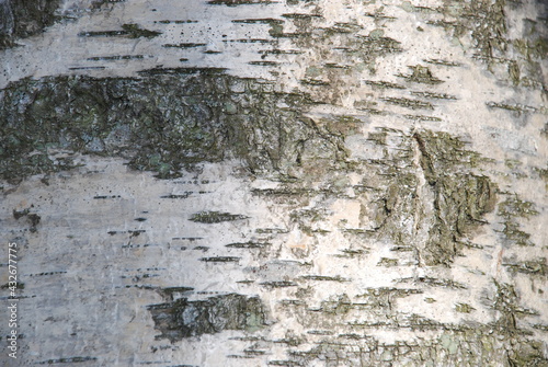 A close-up of a medium-sized birch trunk. The textured part of a birch trunk with light white bark and moss on it is illuminated by the sun on one side.