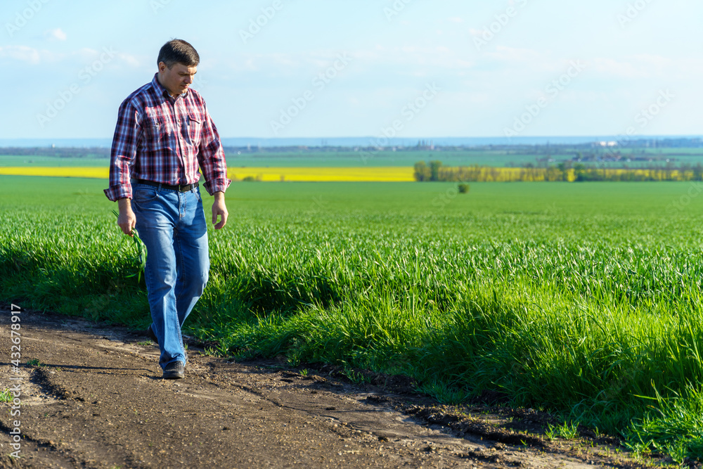 a man as a farmer walking along the field, dressed in a plaid shirt and jeans, checks and inspects young sprouts crops of wheat, barley or rye, or other cereals, a concept of agriculture and agronomy a man as a farmer walking along the field, dressed in a plaid shirt and jeans, checks and inspects young sprouts crops of wheat, barley or rye, or other cereals, a concept of agriculture and agronomy