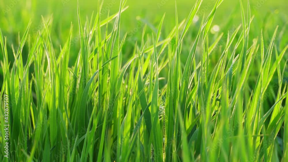 Field for growing young wheat, barley, rye. Young green wheat sprouts of grain crops. Agricultural land.
Field for growing young wheat, barley, rye. Young green wheat sprouts of grain crops. Agricultural land.