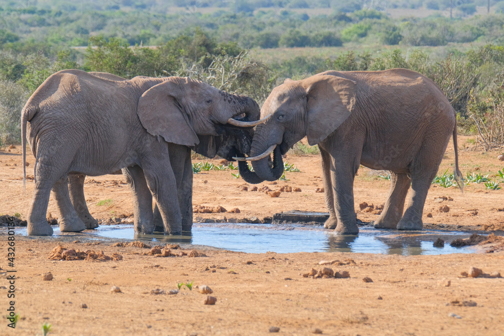 Fototapeta premium African Elephants drinking a water