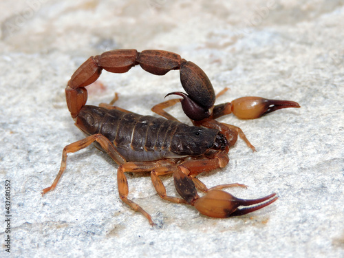 Escorpião marrom_Tityus serrulatus