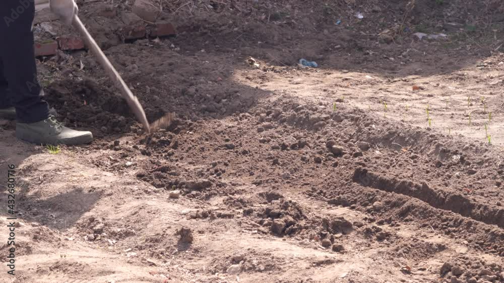 Cultivate small onions in a small area in the countryside of Northeast China