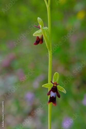 wild orchid in the woods, Ophrys Insectifera