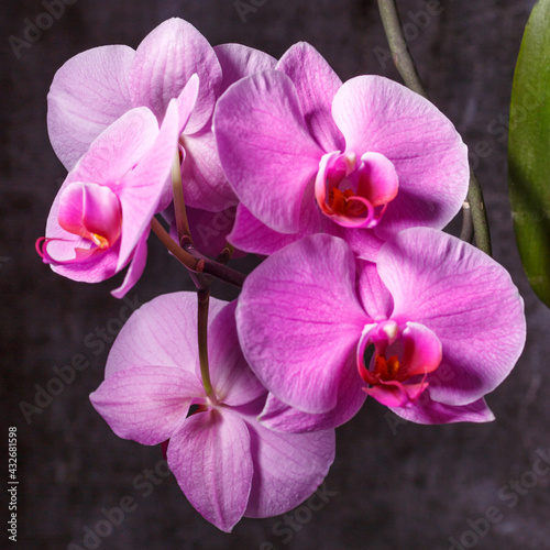beautiful purple Phalaenopsis orchid flowers.Spring bloom of a variety of orchids. Pink yellow white purple orchids. selective focus.Beautiful floral background © mitsyko1971