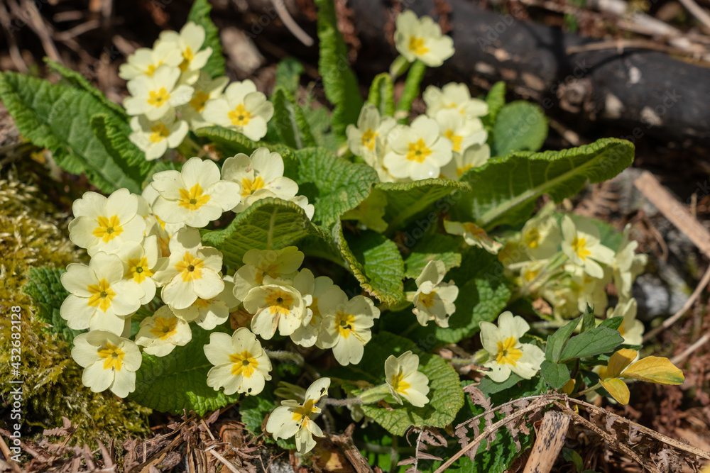 Primrose flowers (Primula polyantha) bloom in early spring Primrose flowers (Primula polyantha) bloom in early spring