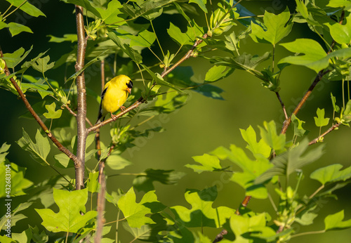 Selective focus shot of a Vermivora bird perched on a branch photo