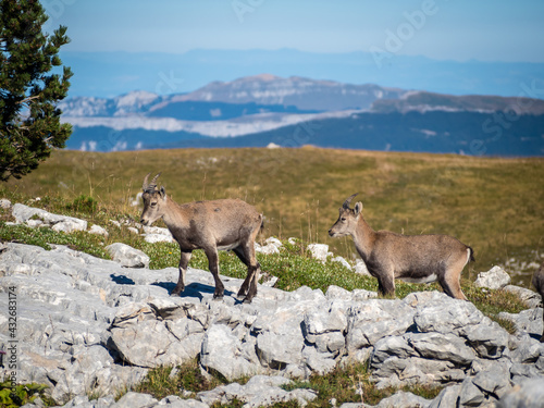 Young Ibex in the french Vercors National Park
