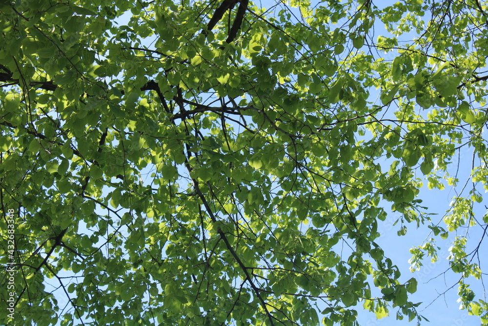 Fototapeta premium green leaves in the sky