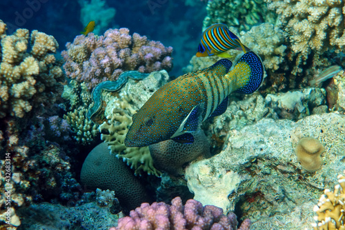 Peacock grouper (cephalopholis argus) - coral fish - Red sea