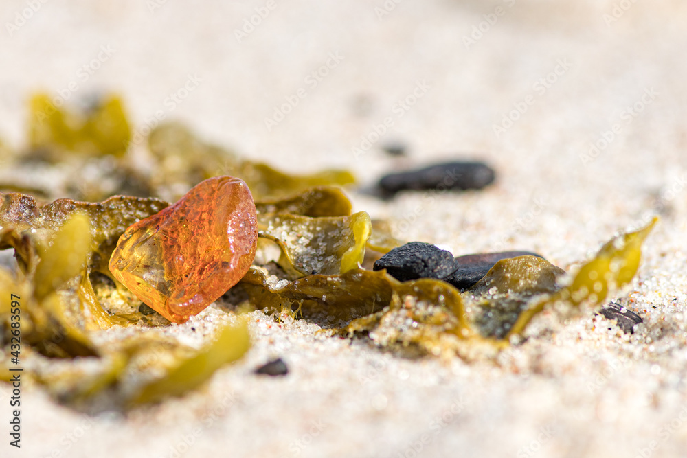 Beautiful piece of amber among the seaweed or algae on the sand, on a sandy beach, close up Beautiful piece of amber among the seaweed or algae on the sand, on a sandy beach, close up