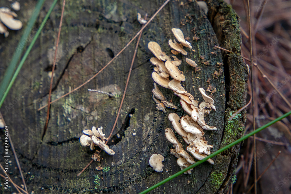 Wild mushrooms and fungi found in forests of Australia Wild mushrooms and fungi found in forests of Australia