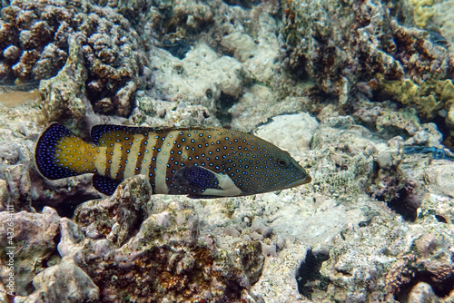 Peacock grouper (cephalopholis argus) - coral fish - Red sea