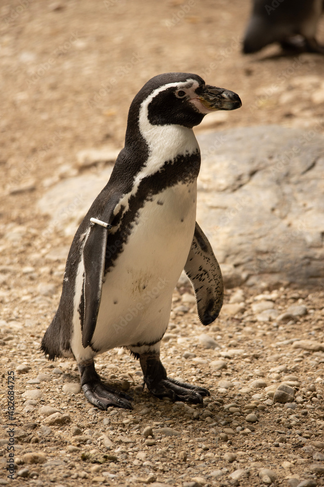 Obraz premium penguin on the beach