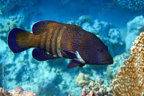 Peacock grouper (cephalopholis argus) - coral fish - Red sea photo